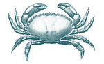 Crab