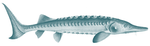 Sturgeon